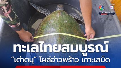 “เต่าตนุ” โผล่อ่าวพร้าว เกาะเสม็ด สะท้อนความสมบูรณ์ของทะเลไทย
