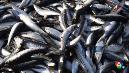 ฤดูกาลจับปลาซาร์ดีนที่แอฟริกาใต้ สุดคึกคัก