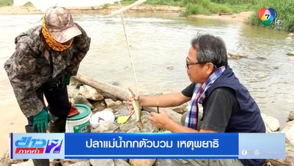 ปลาแม่น้ำกกตัวบวม เหตุพยาธิ