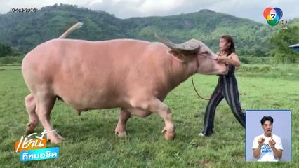 หญิงสาวจบ ป.โท ผันชีวิตมาเลี้ยงควายเผือกสุดหล่อ