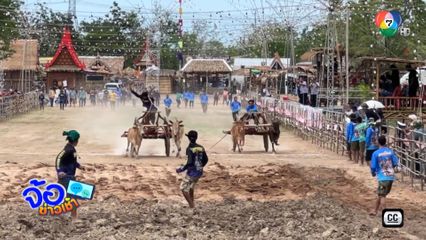 เริ่มแล้ว ! แข่งวัวเทียมเกวียน หนึ่งเดียวในโลก