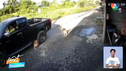สะเทือนใจ ! รถกระบะขับเหยียบสุนัข