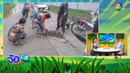 เจ้าของบ้านตกใจ ตัวเงินตัวทองขวางประตู