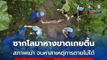 ซากโลมาหางขาดเกยตื้น อวัยวะภายในเน่าจนไม่สามารถหาสาเหตุการตายได้