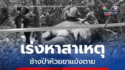 เร่งหาสาเหตุ ช้างป่าห้วยขาแข้งตาย