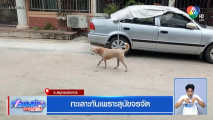 ทะเลาะกันเพราะสุนัขจรจัด