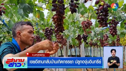 เขยอีสานกลับบ้านเกิดภรรยา ปลูกองุ่นอินทรีย์ โกยรายได้ปีละ 4 แสนบาท