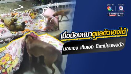 เอ็นดูน้องหมาฉลาดแสนรู้ น่าทึ่ง มีความเป็นระเบียบสูง เอาที่นอนมานอนเอง แล้วก็พับเก็บที่นอนเอง