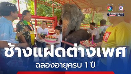 ช้างแฝดต่างเพศ ฉลองอายุครบ 1 ปี