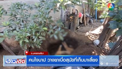 คนใจบาป วางยาเบื่อสุนัขที่เก็บมาเลี้ยง