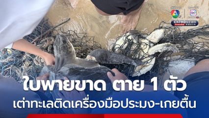เต่าทะเล 2 ตัว ติดเครื่องมือประมงเกยตื้นที่เขาหลัก ใบพายขาดตาย 1 ตัว 