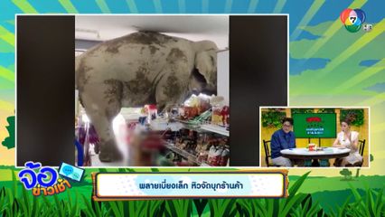 พลายเบี่ยงเล็ก หิวจัดบุกร้านค้า