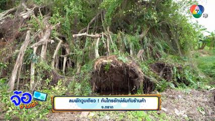 ลมพัดวูบเดียว ! ต้นไทรยักษ์ล้มทับร้านค้า จ.ตราด