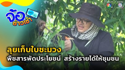ลุยเก็บใบชะมวง พืชทำเงินชุมชน