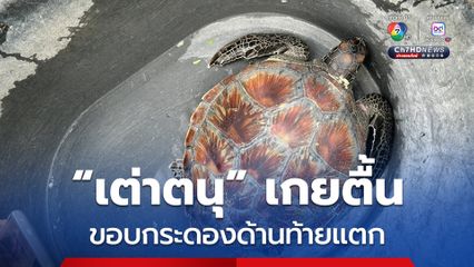 ช่วย “เต่าตนุ” ขอบกระดองแตก เกยตื้นบริเวณหาดนาใต้ จ.พังงา