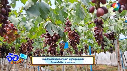 เขยอีสานกลับบ้านเกิดภรรยา ปลูกองุ่นอินทรีย์ โกยรายได้ปีละ 4 แสนบาท