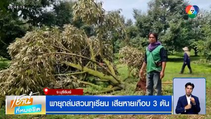 พายุถล่มสวนทุเรียน เสียหายเกือบ 3 ตัน เจ้าของสวนถึงกับเข่าทรุด