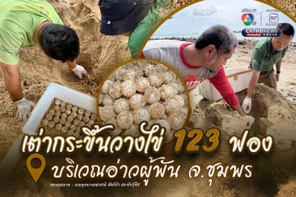 เต่ากระขึ้นวางไข่ 123 ฟอง บริเวณอ่าวผู้พัน จ.ชุมพร