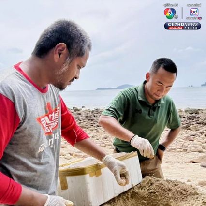 เต่ากระขึ้นวางไข่ 123 ฟอง บริเวณอ่าวผู้พัน จ.ชุมพร