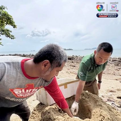 เต่ากระขึ้นวางไข่ 123 ฟอง บริเวณอ่าวผู้พัน จ.ชุมพร