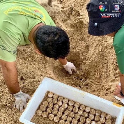 เต่ากระขึ้นวางไข่ 123 ฟอง บริเวณอ่าวผู้พัน จ.ชุมพร