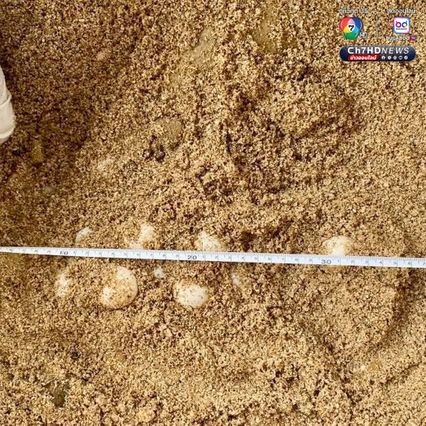 เต่ากระขึ้นวางไข่ 123 ฟอง บริเวณอ่าวผู้พัน จ.ชุมพร