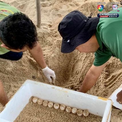 เต่ากระขึ้นวางไข่ 123 ฟอง บริเวณอ่าวผู้พัน จ.ชุมพร