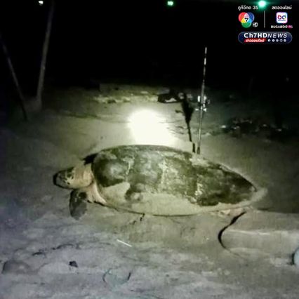 เต่ากระขึ้นวางไข่ 123 ฟอง บริเวณอ่าวผู้พัน จ.ชุมพร