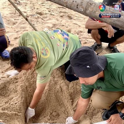 เต่ากระขึ้นวางไข่ 123 ฟอง บริเวณอ่าวผู้พัน จ.ชุมพร