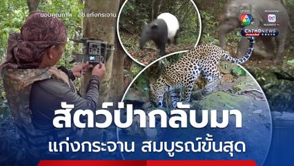 ช้างป่า เสือดาว สมเสร็จ นากเล็บสั้น เป็ดคับแค อช.แก่งกระจาน สมบูรณ์ขั้นสุด