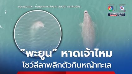 “พะยูน” หาดเจ้าไหม โชว์ลีลาพลิกตัวกินหญ้าทะเล
