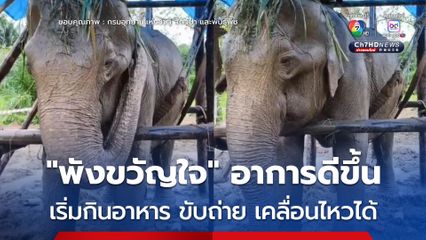 “พังขวัญใจ” อาการดีขึ้น เริ่มกินอาหาร ขับถ่าย เคลื่อนไหวได้