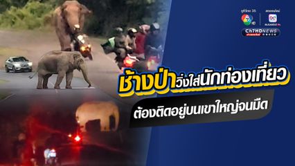 ช้างป่าวิ่งใส่นักท่องเที่ยว ต้องติดอยู่บนเขาใหญ่จนมืด