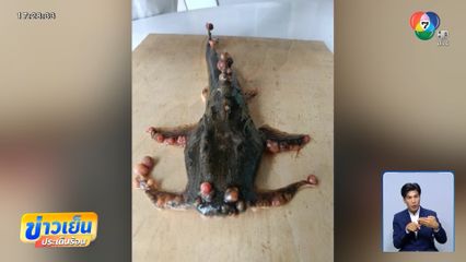 ปลาแม่น้ำกกติดเชื้อ คนไม่กล้ากิน จ.เชียงราย