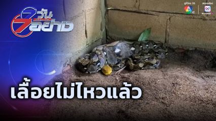 7 วัน 7 อย่าง : เลื้อยไม่ไหวแล้ว