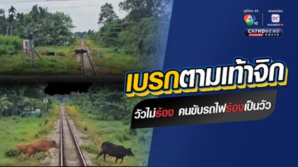 นาทีระทึกบนรางรถไฟ วัวไม่ร้อง แต่คนขับรถไฟร้องเสียงหลงเป็นวัว