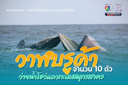 วาฬบรูด้า จำนวน 10 ตัว ว่ายน้ำโชว์แถวทะเลสมุทรสาคร