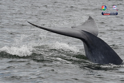 วาฬบรูด้า จำนวน 10 ตัว ว่ายน้ำโชว์แถวทะเลสมุทรสาคร