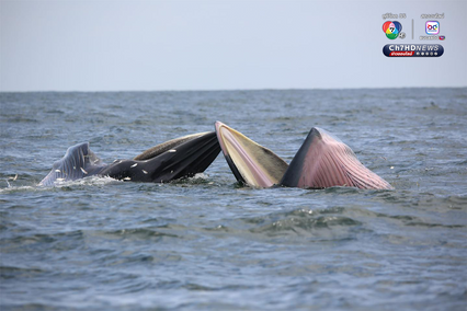 วาฬบรูด้า จำนวน 10 ตัว ว่ายน้ำโชว์แถวทะเลสมุทรสาคร