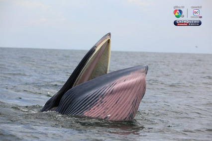 วาฬบรูด้า จำนวน 10 ตัว ว่ายน้ำโชว์แถวทะเลสมุทรสาคร