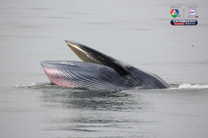 วาฬบรูด้า จำนวน 10 ตัว ว่ายน้ำโชว์แถวทะเลสมุทรสาคร