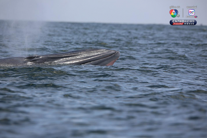 วาฬบรูด้า จำนวน 10 ตัว ว่ายน้ำโชว์แถวทะเลสมุทรสาคร