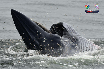 วาฬบรูด้า จำนวน 10 ตัว ว่ายน้ำโชว์แถวทะเลสมุทรสาคร