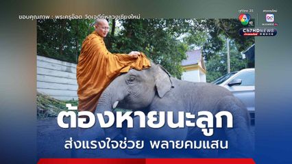 ส่งแรงใจช่วยพลายคมแสน ป่วยเข้าข่าย EEHV อาการน่าเป็นห่วง