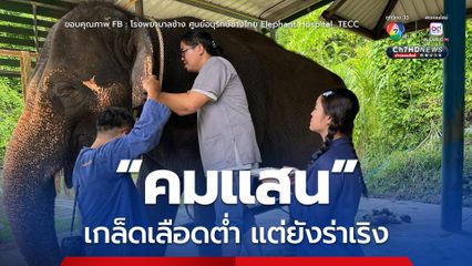 พังคมแสน ล่าสุดกินได้ ร่าเริงปานกลาง แต่เกล็ดเลือดต่ำ