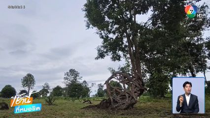 ต้นกระบกสู้ชีวิต รากลอยในอากาศกว่า 20 ปี