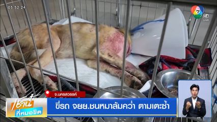 ขี่รถ จยย.ชนหมาล้มคว่ำ ตามเตะซ้ำ