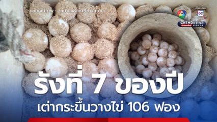 รังที่ 7 ของปี เต่ากระขึ้นวางไข่ 106 ฟอง