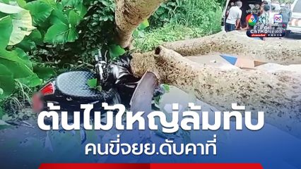 ฝนตกหนัก ต้นไม้ใหญ่ล้มทับ คนขี่จยย.ดับคาที่