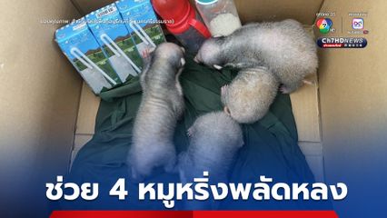 เจ้าหน้าที่เข้าช่วยเหลือ ลูกหมูหริ่ง 4 ตัว พลัดหลงมา นำกลับสู่ธรรมชาติ
